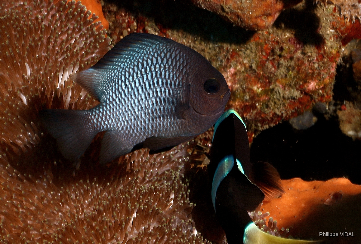 Bali 2016 - Threeshot dascyllus - Dascyllus a trois points - Dascyllus trimaculatus - IMG_5903_rc.jpg